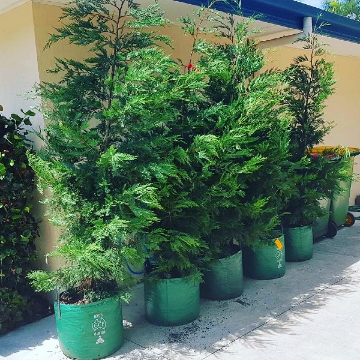 Leighton Green Conifer for Tall Fast Hedging and Screening